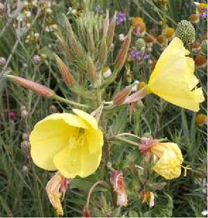 Evening primrose Oenothera biennis